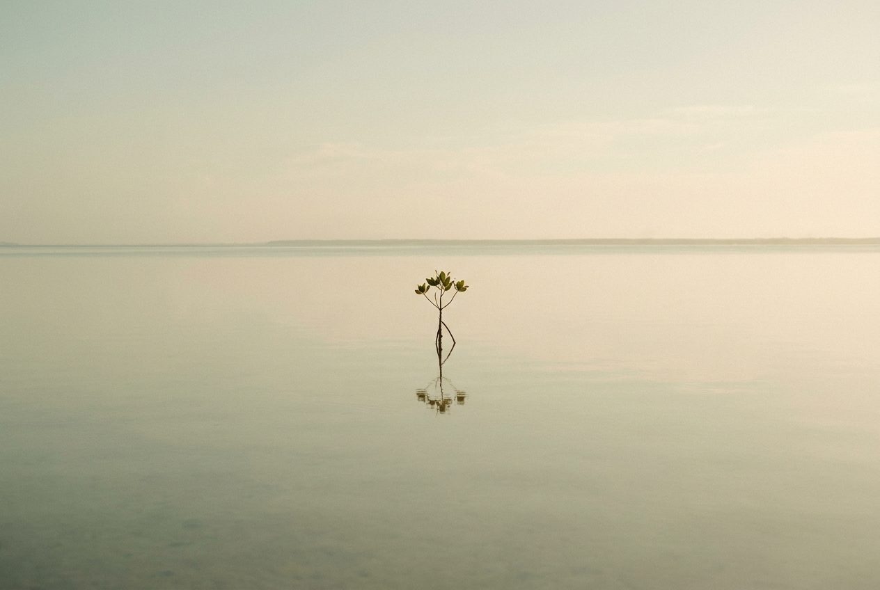A young mangrove sapling growing in calm shallow water at morning light